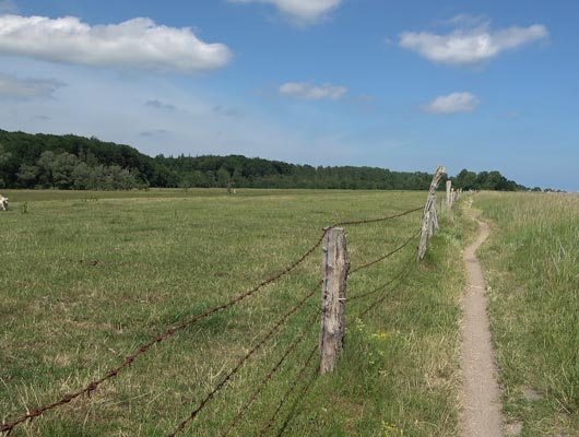 Wiesenlandschaft