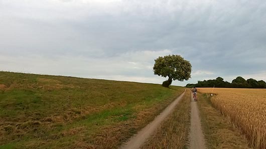 Baum am Deich