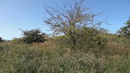 Borkum Ostland