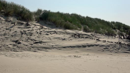 Düne auf Borkum