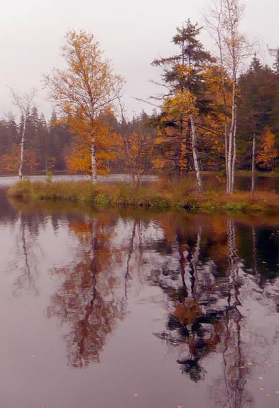 Waldsee im Herbst